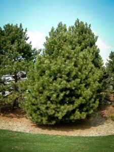 Сосна Чёрная (Pinus Nigra) купить по цене от 270.00р. в интернет-магазине «Посадика» с доставкой почтой в в Нижнекамске и по всей России – [изображение №1].