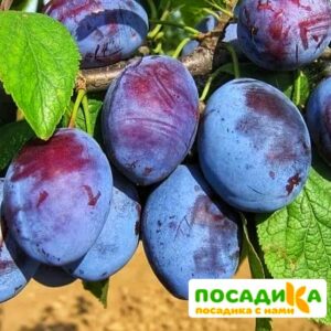 Слива Чачакская ранняя купить по цене от 229.00р. в интернет-магазине «Посадика» с доставкой почтой в в Нижнекамске и по всей России – [изображение №1].