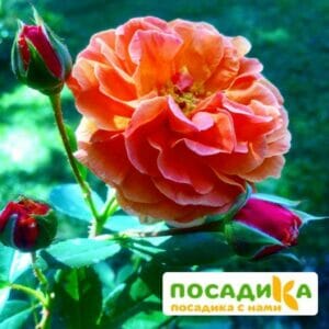 Роза Арабия купить по цене от 350.00р. в интернет-магазине «Посадика» с доставкой почтой в в Нижнекамске и по всей России – [изображение №1].