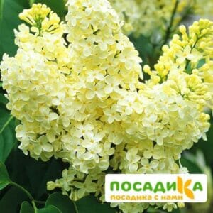 Сирень Примроуз (Primrose) купить по цене от 529.00р. в интернет-магазине «Посадика» с доставкой почтой в в Нижнекамске и по всей России – [изображение №1].