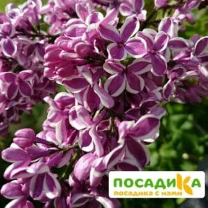 Сирень Сенсация купить по цене от 529.00р. в интернет-магазине «Посадика» с доставкой почтой в в Нижнекамске и по всей России – [изображение №1].