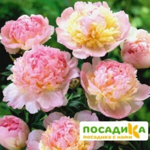 Пион Распберри Сандей (Paeonia Raspberry Sundae) купить по цене от 959р. в интернет-магазине «Посадика» с доставкой почтой в в Нижнекамске и по всей России – [изображение №1].