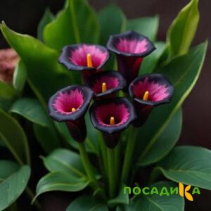Калла Аура Лейс купить по цене от 400р. в интернет-магазине «Посадика» с доставкой почтой в в Нижнекамске и по всей России – [изображение №1].