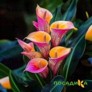 Калла Оникс купить по цене от 450р. в интернет-магазине «Посадика» с доставкой почтой в в Нижнекамске и по всей России – [изображение №1].