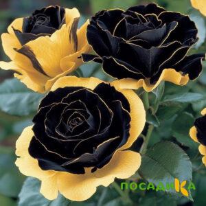 Роза Ханни Сикл купить по цене от 700р. в интернет-магазине «Посадика» с доставкой почтой в в Нижнекамске и по всей России – [изображение №1].