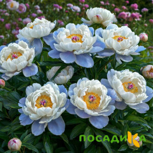 Пион акварельный Этюд купить по цене от 806р. в интернет-магазине «Посадика» с доставкой почтой в в Нижнекамске и по всей России – [изображение №1].